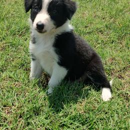 Border Collie Puppies from Bond Border Collies