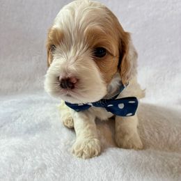 Grover - Red and white male Cockapoo puppy in Adrian, Oregon from ApplebyFarm