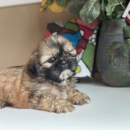 Boy 1 Teddy - Liver male Shih Tzu puppy in Troy, Michigan from "Shihtzu Best Friend"