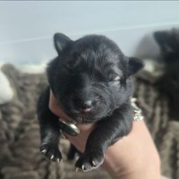 Star - Black female Keeshond puppy in Logan, Ohio from Hocking Hills Keeshonds