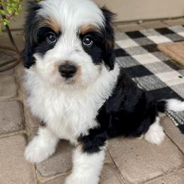 Yankee - male Double Doodle puppy in Superior, Arizona from Mountain Bridge Doodles