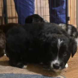 Katniss - Black tri female Miniature American Shepherd puppy in Vancouver, Washington from BonDrew's Miniature American Shepherds