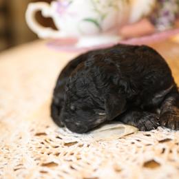 Poodle Puppies from Setting the Standard Poodles