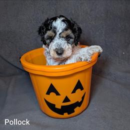 Pollock - Black and white male Cockapoo puppy in Sunset, Louisiana from Cano Cockapoos