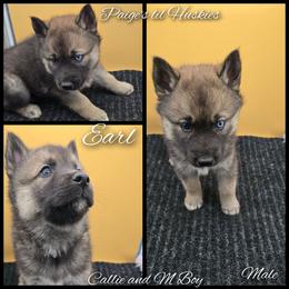 Earl - Agouti and white male Siberian Husky puppy in Bloomfield, Indiana from Paiges lil huskies