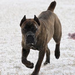 Thundyr - Cane Corso