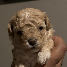 Goldendoodles and Poodles from Destiny’s Kennel