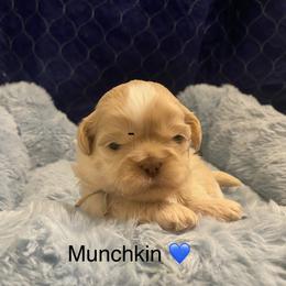 Munchkin - Cream and white male Shih Tzu puppy in Manahawkin, New Jersey from Lilly’s Seashore Shih Tzus
