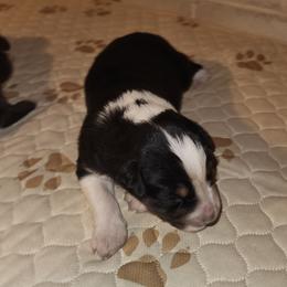 Boy 3 - Black tri-color male Australian Shepherd puppy in Jersey Shore, Pennsylvania from Lone Tree Aussies