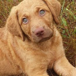 Chesapeake Bay Retriever and Portuguese Water Dog Puppies from Marilyn Stevens