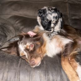Miniature Australian Shepherd Puppies from Peace Creek Aussies