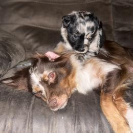 Miniature Australian Shepherd Puppies from Peace Creek Aussies