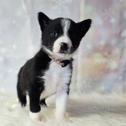 Violet Buckle - Black and white female Border Collie puppy in Avilla, Indiana from Borderline Kennels