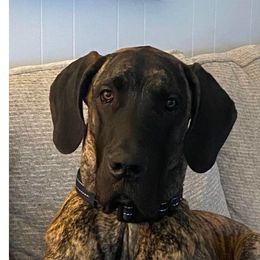 Maverick - Brindle Great Dane puppy in Columbia Stat, Ohio from Rocky Road Chocolate Danes