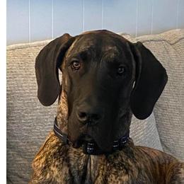 Maverick - Brindle Great Dane puppy in Columbia Stat, Ohio from Rocky Road Chocolate Danes