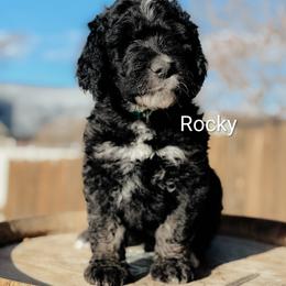 Rocky - Black male Goldendoodle puppy in Caldwell, Idaho from Houserville Kennels