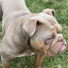 Bulldogs from Bestie Bullies 4U Bulldogs