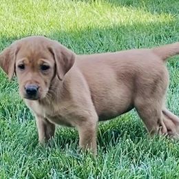 Scarlet - Yellow Labrador Retriever puppy in Turlock, California from Rocha Retrievers