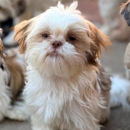 Randy - Gold and white male Shih Tzu puppy in Victorville, California from RUMBLE n TUMBLE