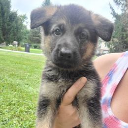 Red - Black and red female German Shepherd puppy in Coatesville, Pennsylvania from Jessica's German Shepherds