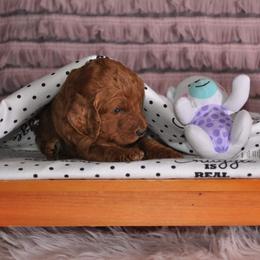 Poodle Puppies from Noblelee Kennel