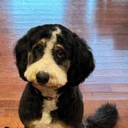 Zuzu - Bernedoodle