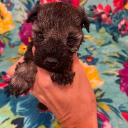 Salt and Pepper - Salt and pepper male Miniature Schnauzer puppy in Malvern, Arkansas from Deep South Miniature Schnauzers