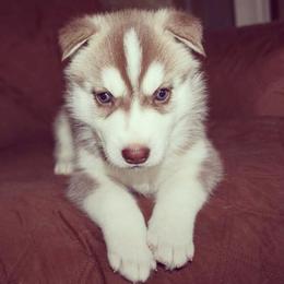 Siberian Husky Puppies from Tricia's Siberians LLC