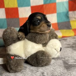 Sinclair - Black and cream male Dachshund puppy in Washington from Beautiful Doxies