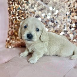 Dachshund Puppies from Chilidog Dachshunds