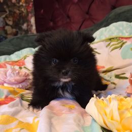 Saddie - Black parti female Pomeranian puppy in Tampa, Florida from Diana's Pomeranians