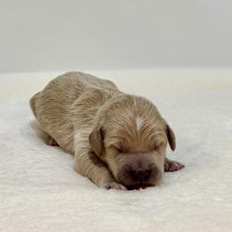 Fern - Cream male Goldendoodle puppy in Kenansville, North Carolina from J+A Family Doodles