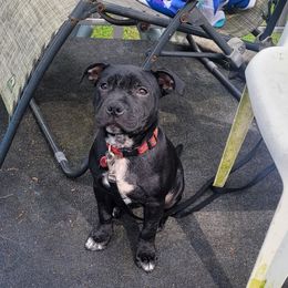 Luke - Staffordshire Bull Terrier
