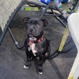 Luke - Staffordshire Bull Terrier