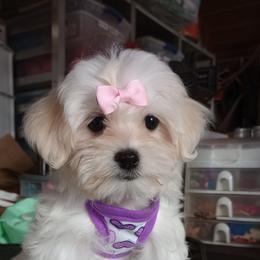 Companion Cross, Mal-Shi, Maltese, Maltipoo, Morkie, and Shih Tzu Puppies from Seeking Shalom Acres Maltese, Maltipoos & Havamalts