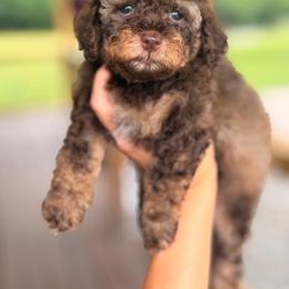Hudson - Phantom male Poodle puppy in Somerset, Kentucky from Hilltop Doodles KY LLC