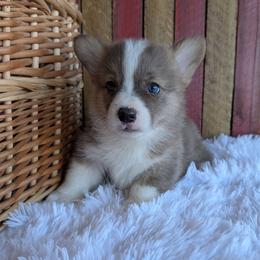 Bobby Jo - Brindle merle and white female American Corgi puppy in Shawnee, Oklahoma from Sunray Ranch