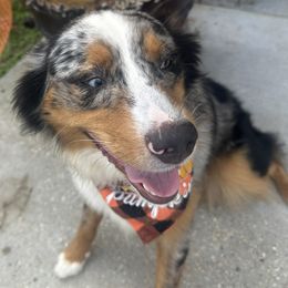Bronco - Australian Shepherd