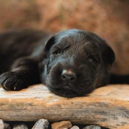 Diamond - Black female German Shepherd puppy in Windsor, South Carolina from Sinister Shepherds