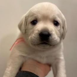 Girl 3 - Yellow female Labrador Retriever puppy in Hutto, Texas from Texas Bluebonnet Labs