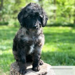 Dr Pepper - Blue merle female Aussiedoodle puppy in Corydon, Indiana from Ridgeline Doodles