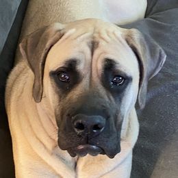 Ginger - Mastiff