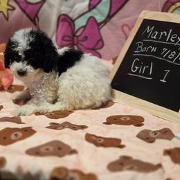 Girl 1 - Parti female Poodle puppy in North Augusta, South Carolina from Tiny Paws Luxury Pets