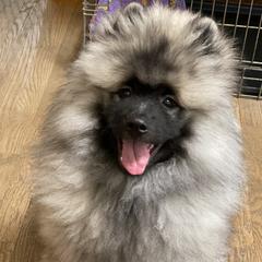 Keeshonden from Enchanted Keeshond