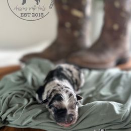 Stetson - Blue merle male Miniature Australian Shepherd puppy in Queen Creek, Arizona from Arizona Aussies