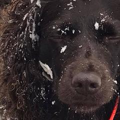 Boykin Spaniels from Northern Flight Boykins
