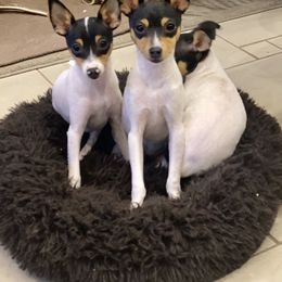 Toy Fox Terrier Puppies from FritzFox Toy Fox Terriers