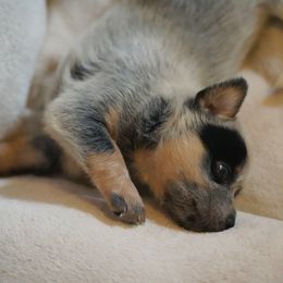 Australian Cattle Dog and Collie Puppies from Blackberry Hills