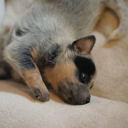 Australian Cattle Dog and Collie Puppies from Blackberry Hills