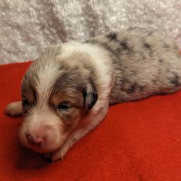 Australian Shepherd Puppies from Firelight Australian Shepherds